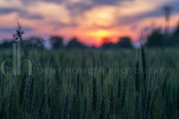 wheat