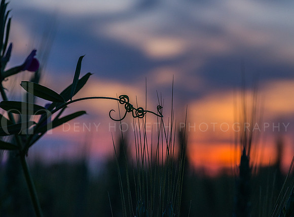 vetch