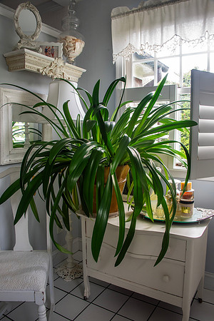 DH0_8049 Bathroom nook large plant
