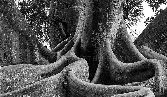 Moreton Bay Fig  legs