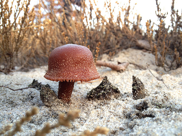 Mushroom
