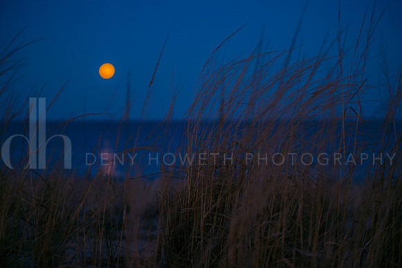moon grass