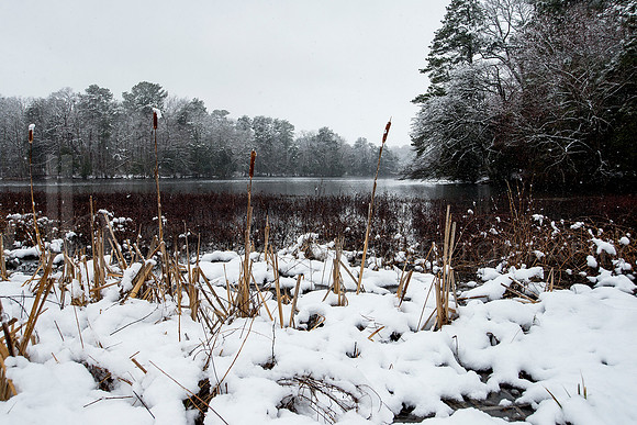 pond plus