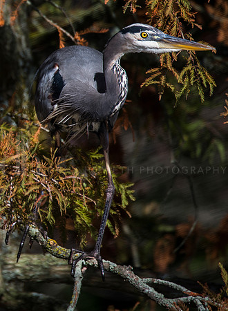 heron_1084