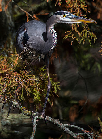 heron_1084