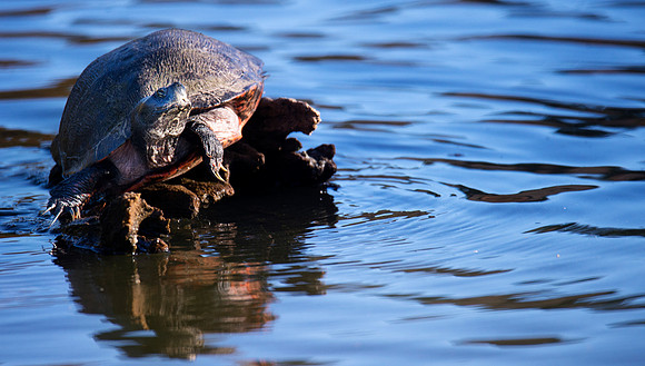 red belly cooter_1347