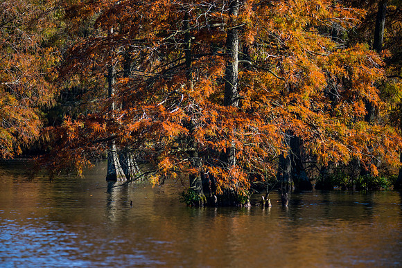 Trap Pond_1111