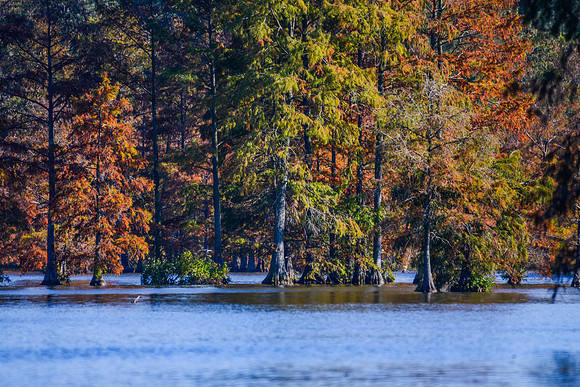 Trap Pond_1099