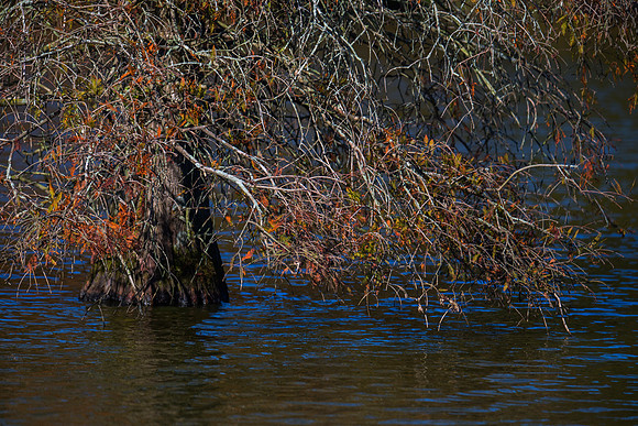 Trap Pond_1110