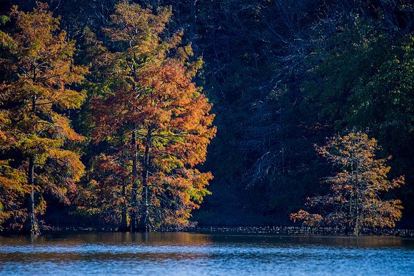 Trap Pond_1115