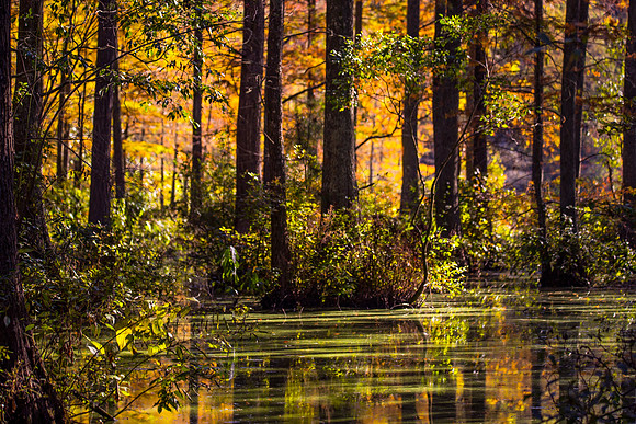Trap Pond_1219