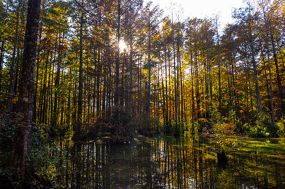 Trap Pond_3024