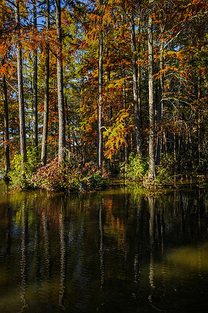 Trap Pond_3001
