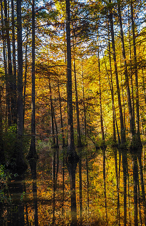 Trap Pond_3017