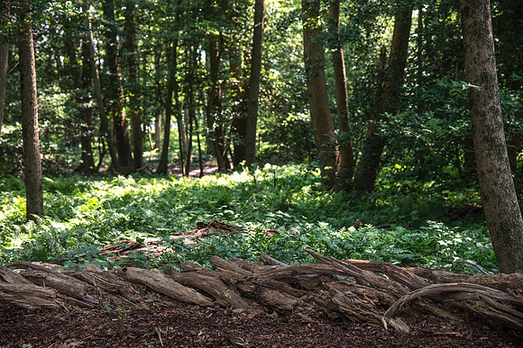 Delaware Botanic Garden