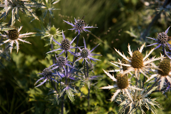 Delaware Botanic Garden