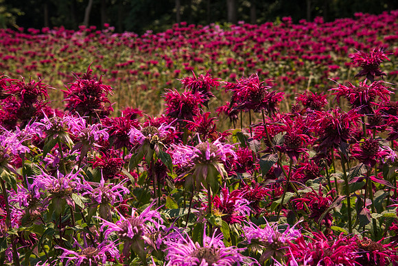 Delaware Botanic Garden