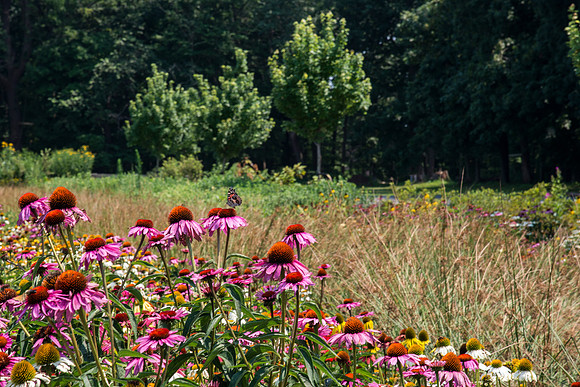 Delaware Botanic Garden