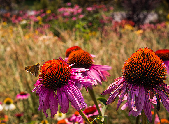 Delaware Botanic Garden