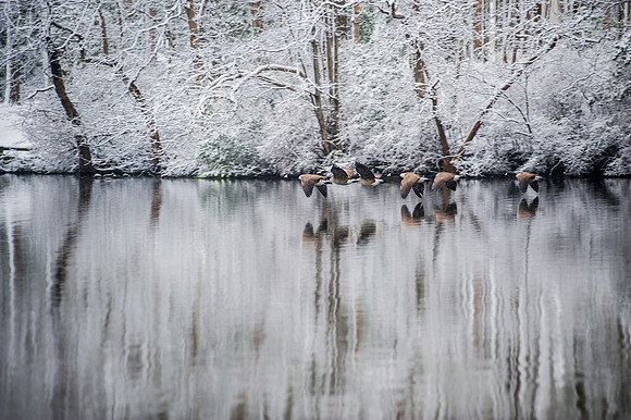 Geese in Snow Pond_4048 copy