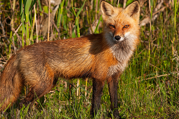 Foxy_2788