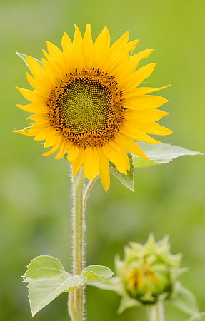 denyhoweth.com
