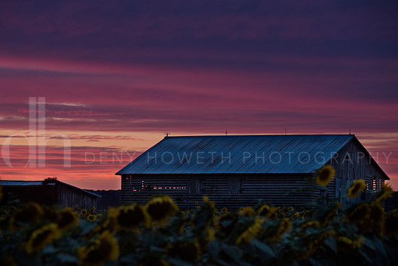 sunflowerDH6_7544-2