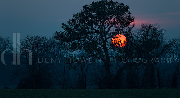 Orange ball & conifer