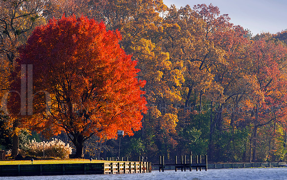 RED TREE full_9258