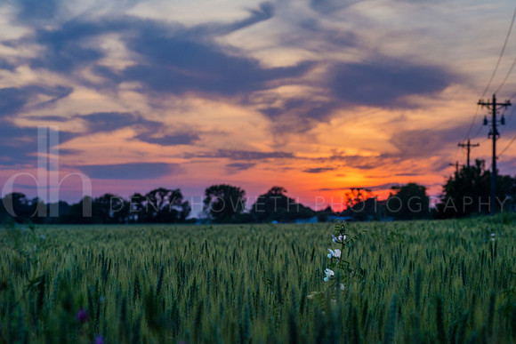 Wheat vetch sun