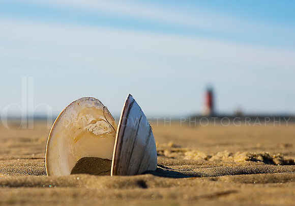 Breakwater lighthouse Clam Shell